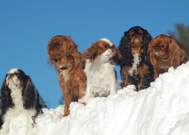 group on snow
