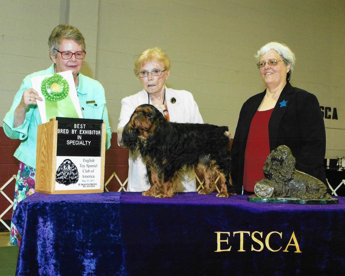 Best Bred By Exhibitor In Specialty - Suruca’s Cabinet Maker - Breeder/Owner: Susan Jackson