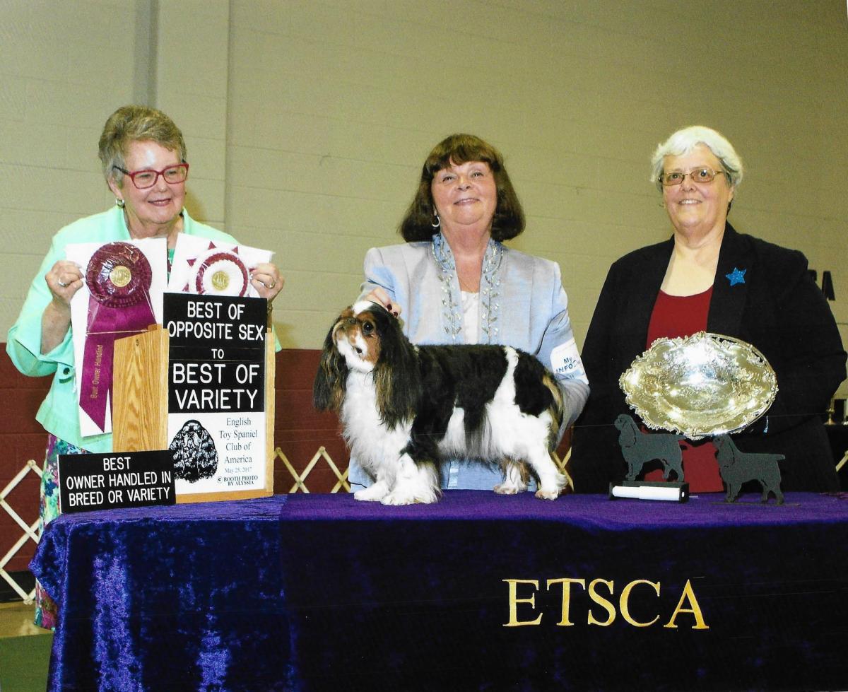 Best of Opposite Sex to Best of Variety (Blenheim & Prince Charles) - GCH Backroad Brookhaven’s Wind In The Willow - Breeder: Susan Plance- Owner: Jeanne Schoff